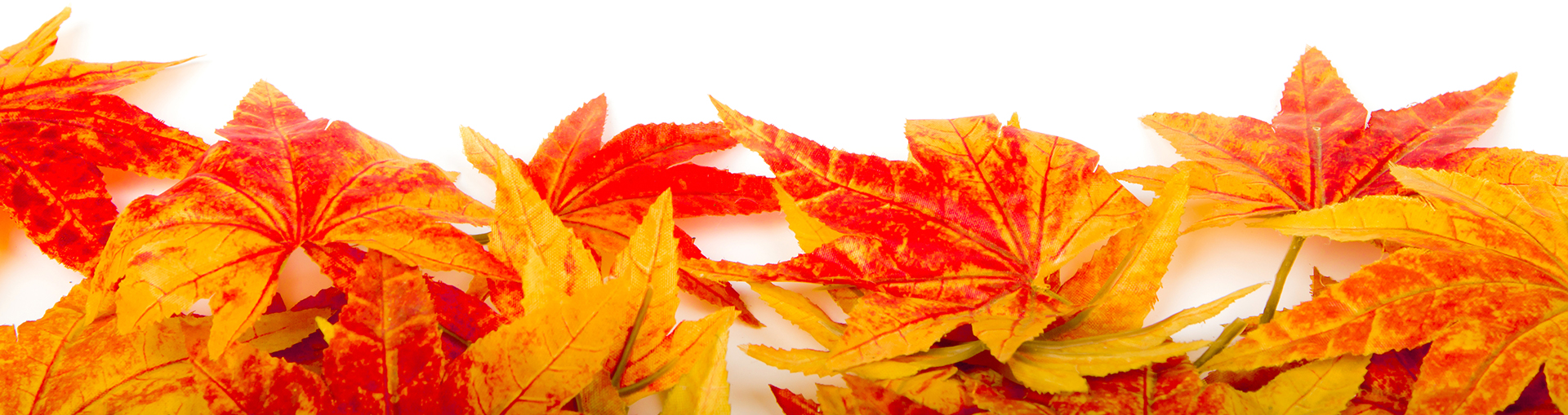Artificial maple leafs isolated on a white